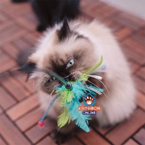 Duvo+ Assortment Cat Playing Toy Springs Rod With Feathers Mix Color
